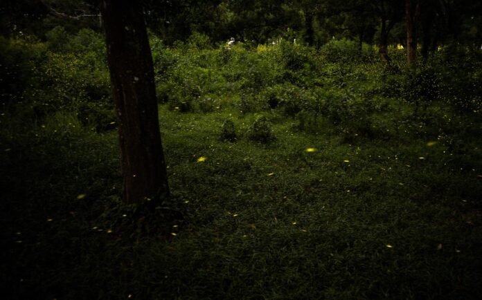 MIT researchers create firefly-like light emitting robots